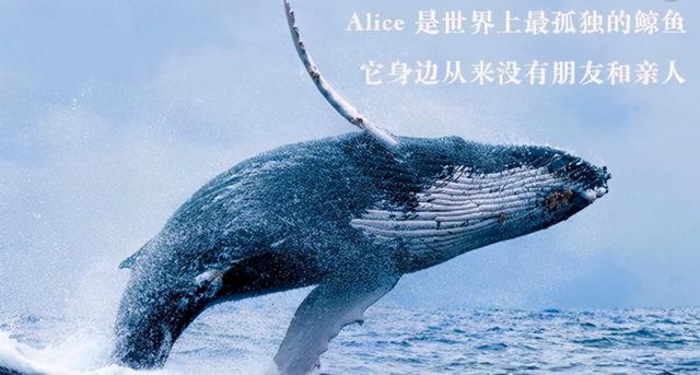 鲸跑惠生活app(图2)